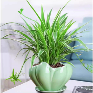 金边吊兰盆栽绿萝箩花卉绿植室内水培植物多肉好养发财树四季 常青