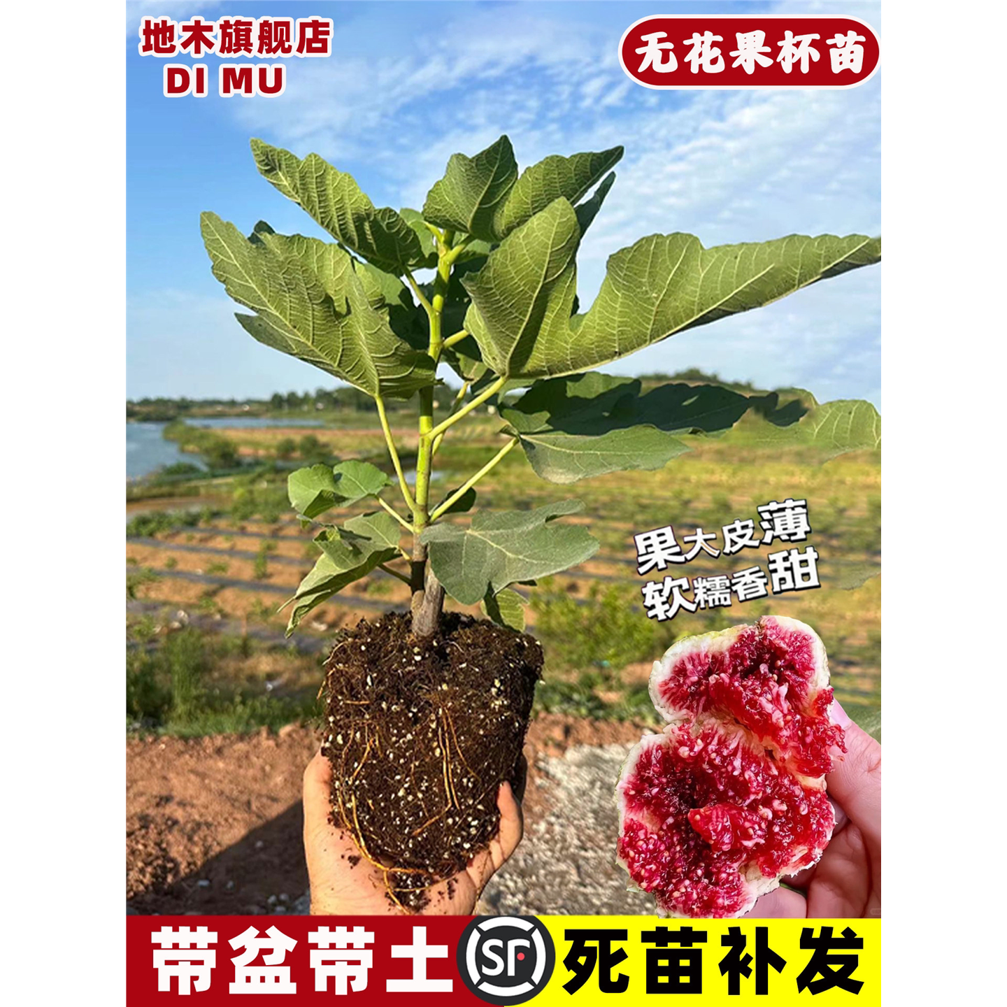 特大波姬红无花果树苗耐寒