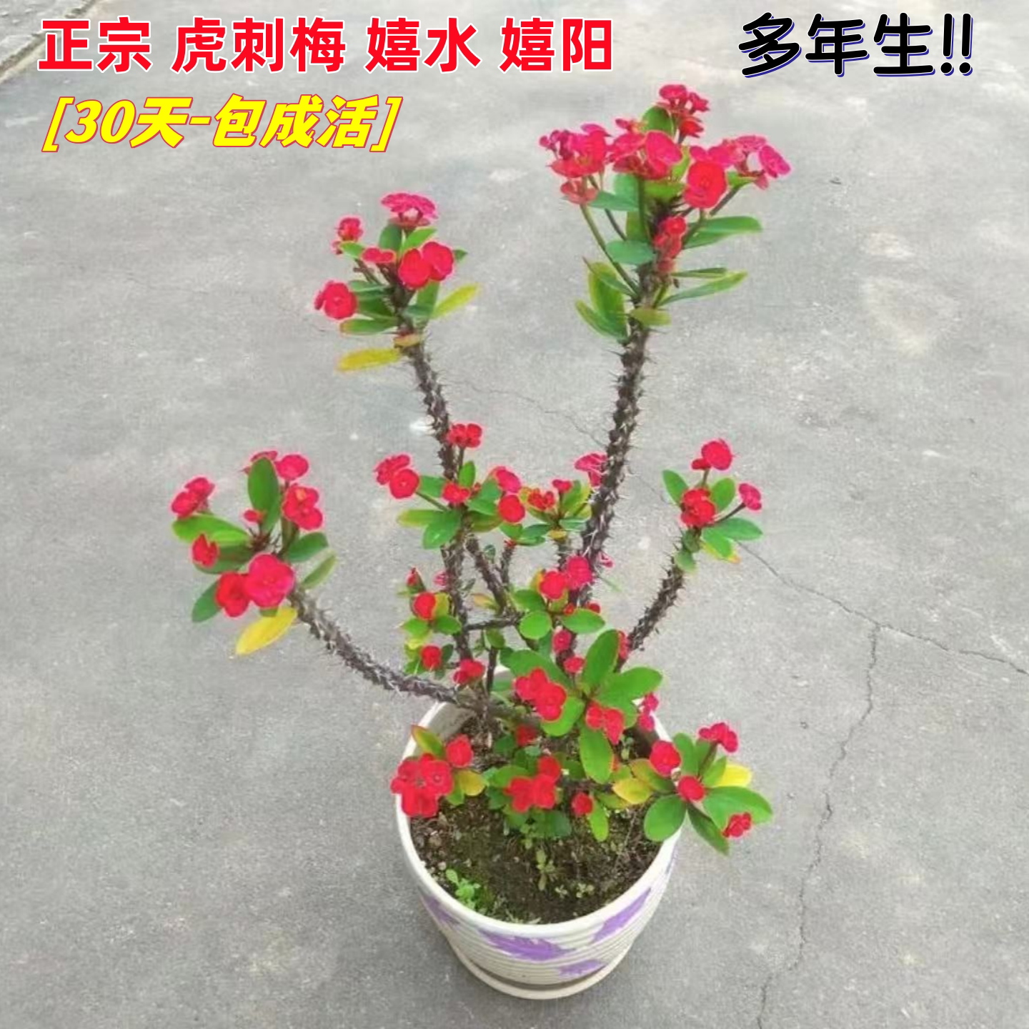 虎刺梅盆栽带花发货铁海棠室内阳台花卉绿植老桩开花耐热冬季开花