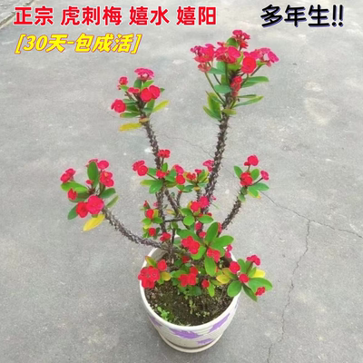虎刺梅盆栽带花发货铁海棠