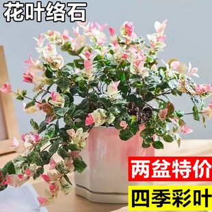 花叶络石彩叶络石花苗盆栽吊兰四季垂吊爬藤植物室内净化空气绿植