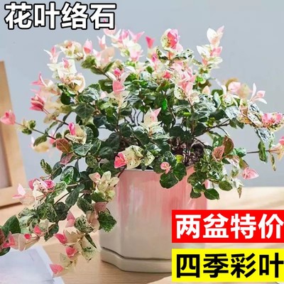 花叶络石彩叶络石花苗盆栽吊兰
