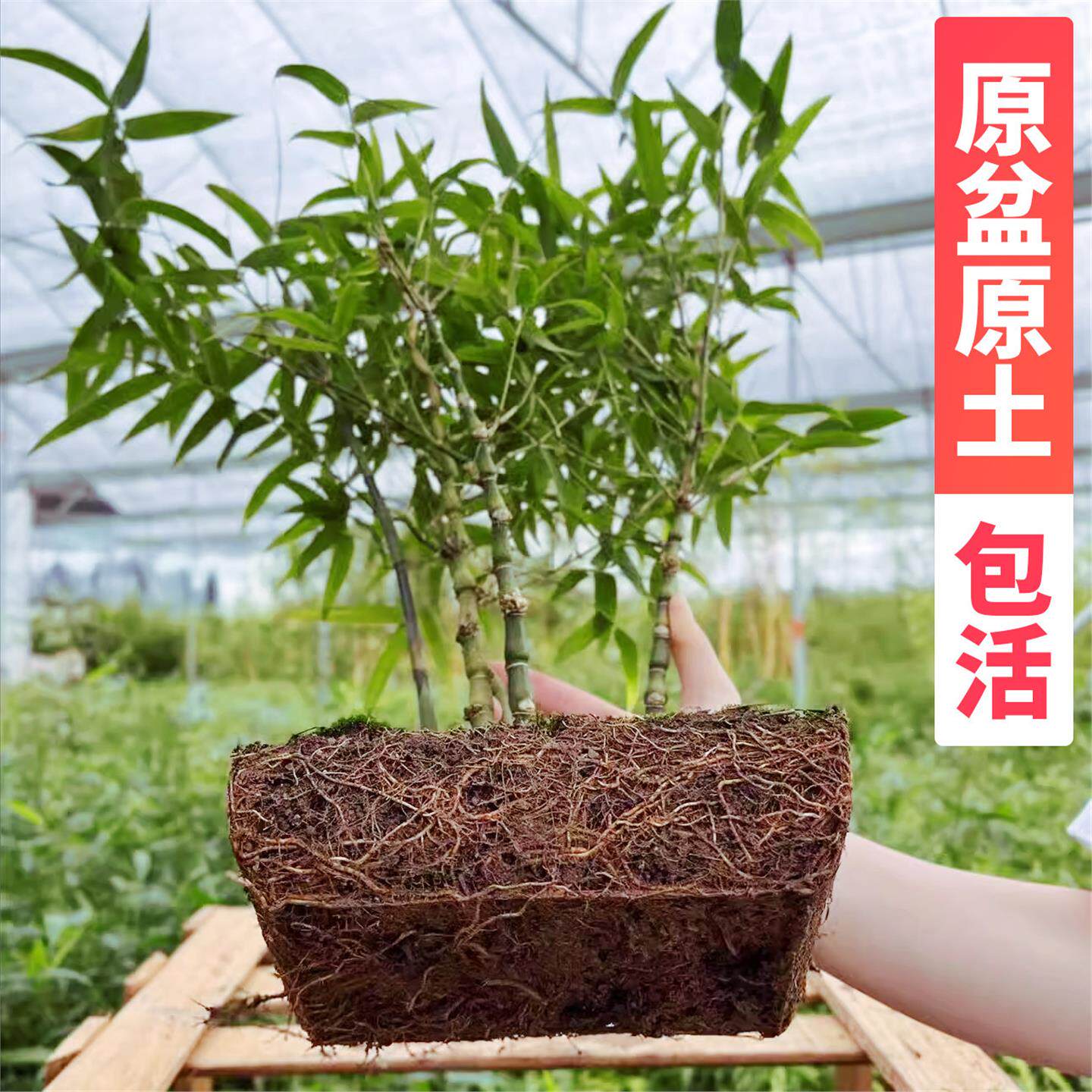 新疆包邮佛肚竹老桩罗汉竹矮化竹子盆栽办公桌盆景四季常青竹苗多