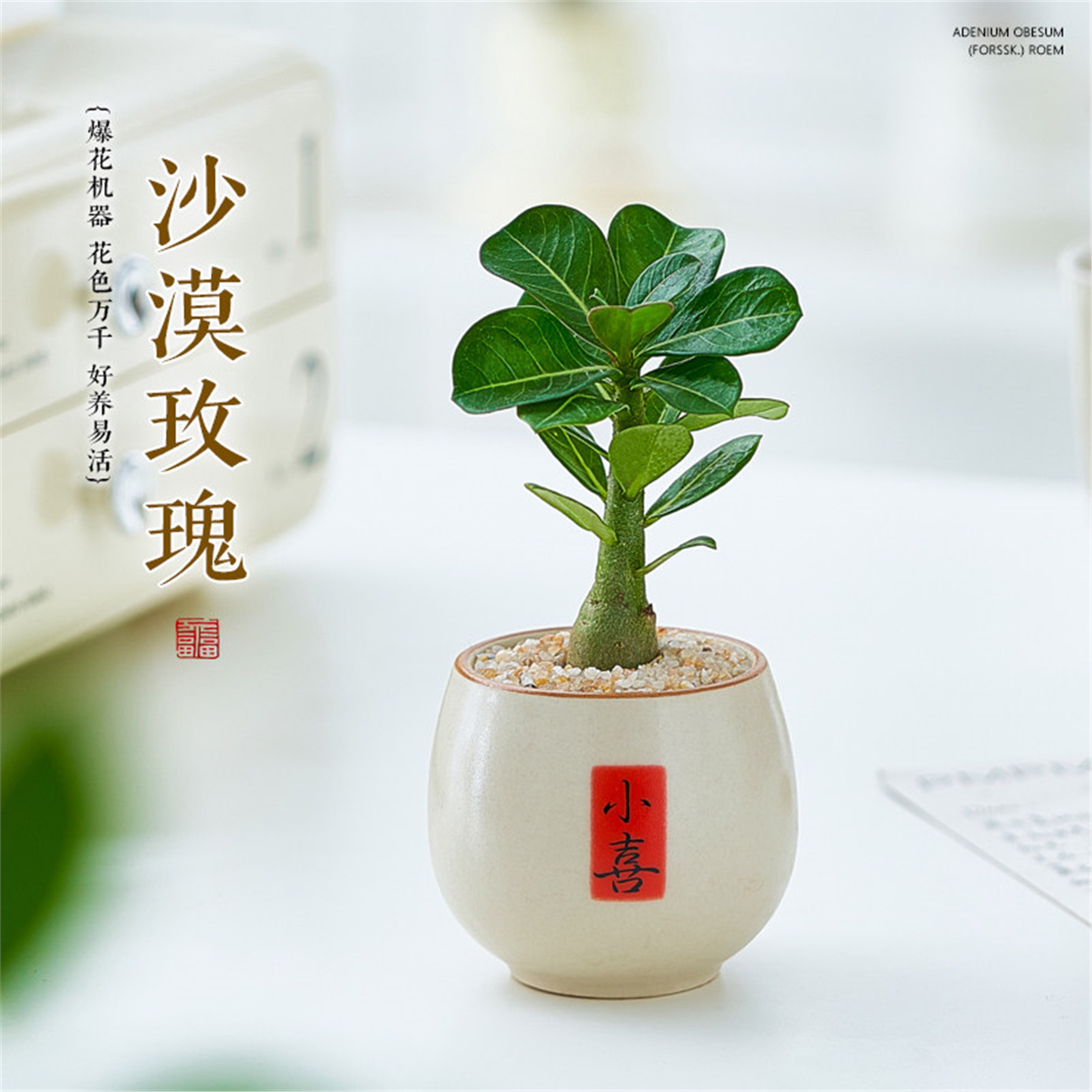 胖树沙漠玫瑰小盆栽室内办