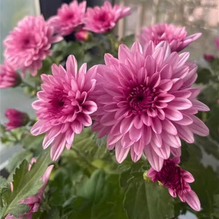 带花苞荷兰菊进口菊花苗耐寒易活开花花卉盆栽室内外阳台绿植物