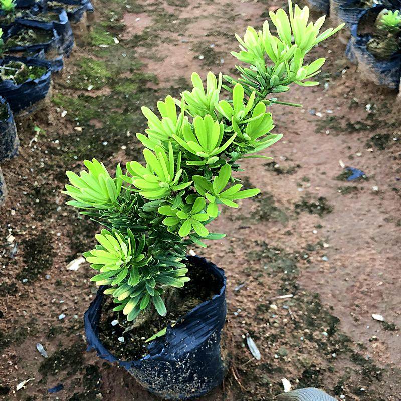 台湾金钻罗汉松小叶盆栽景鲜花卉绿植物广西庭院观叶阳台楼顶客厅