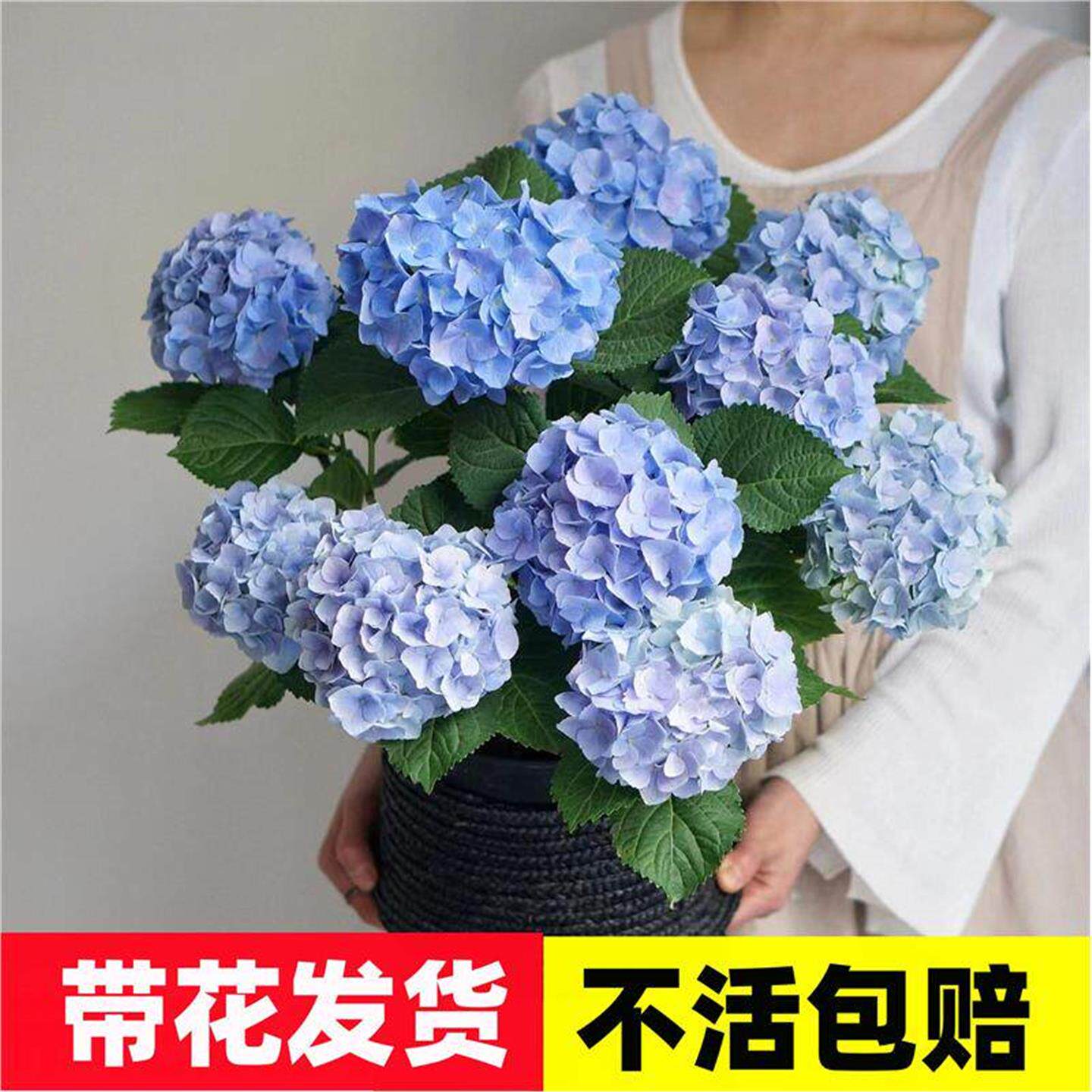 带花绣球大苗无尽夏老桩四