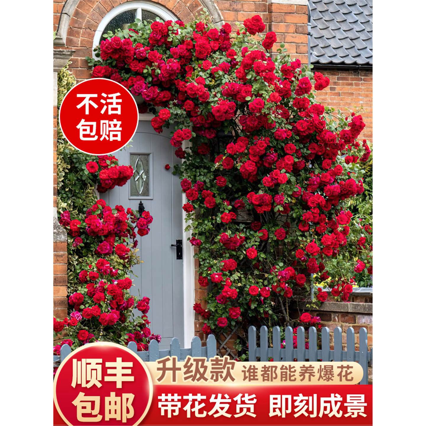 蔷薇花苗藤本月季特大树庭图片