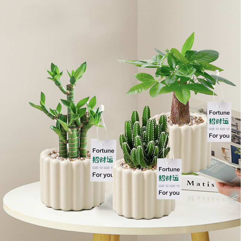 办公室桌面绿植小盆栽ins