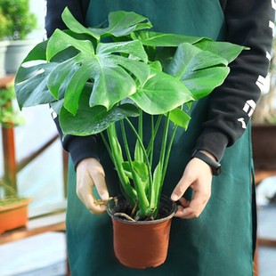 大开背龟背竹大型盆栽绿植室内客厅办公室四季常青大叶水培植物