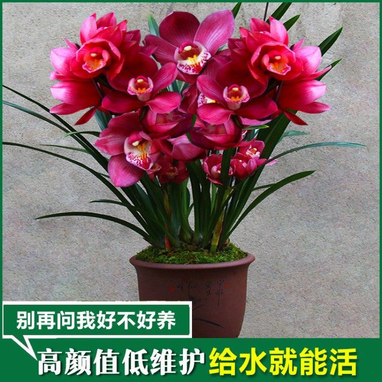 镜花兰园兰花苗大将军正品高档花蕙兰浓香兰草室内花盆栽花卉好养