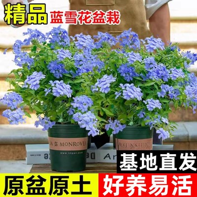 蓝雪花大花苗爬藤植物