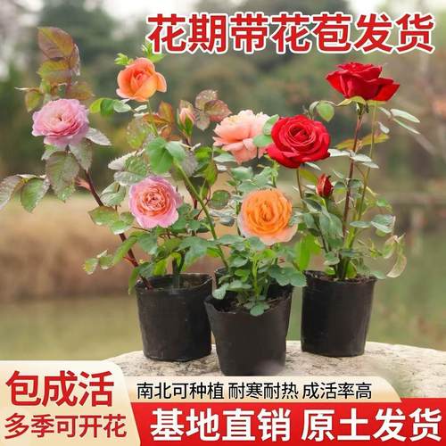 小苗月季花玫瑰果汁阳台开