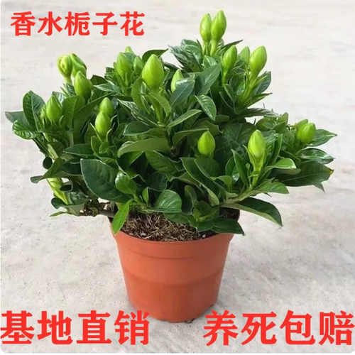 栀子花盆栽四季开带苞易活
