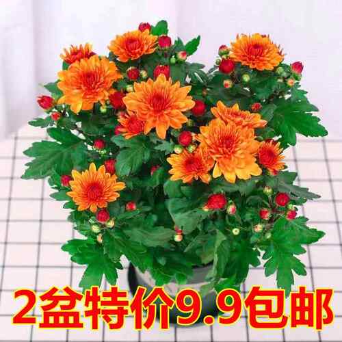 带花苞发货荷兰进口月菊苗