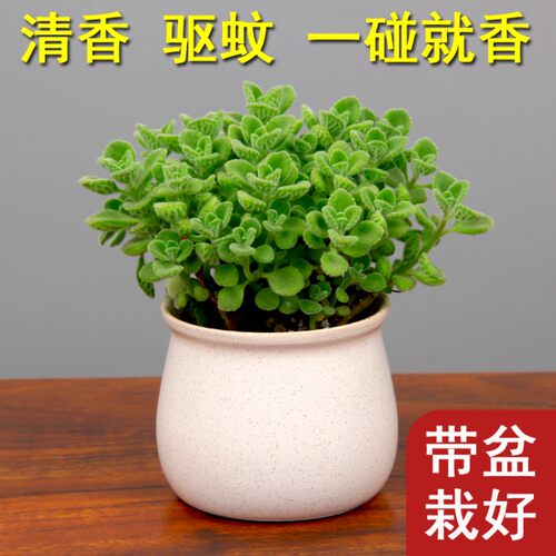 一碰就香碰碰香懒人提神桌面花卉