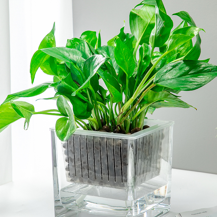 水培花盆正方形玻璃花瓶