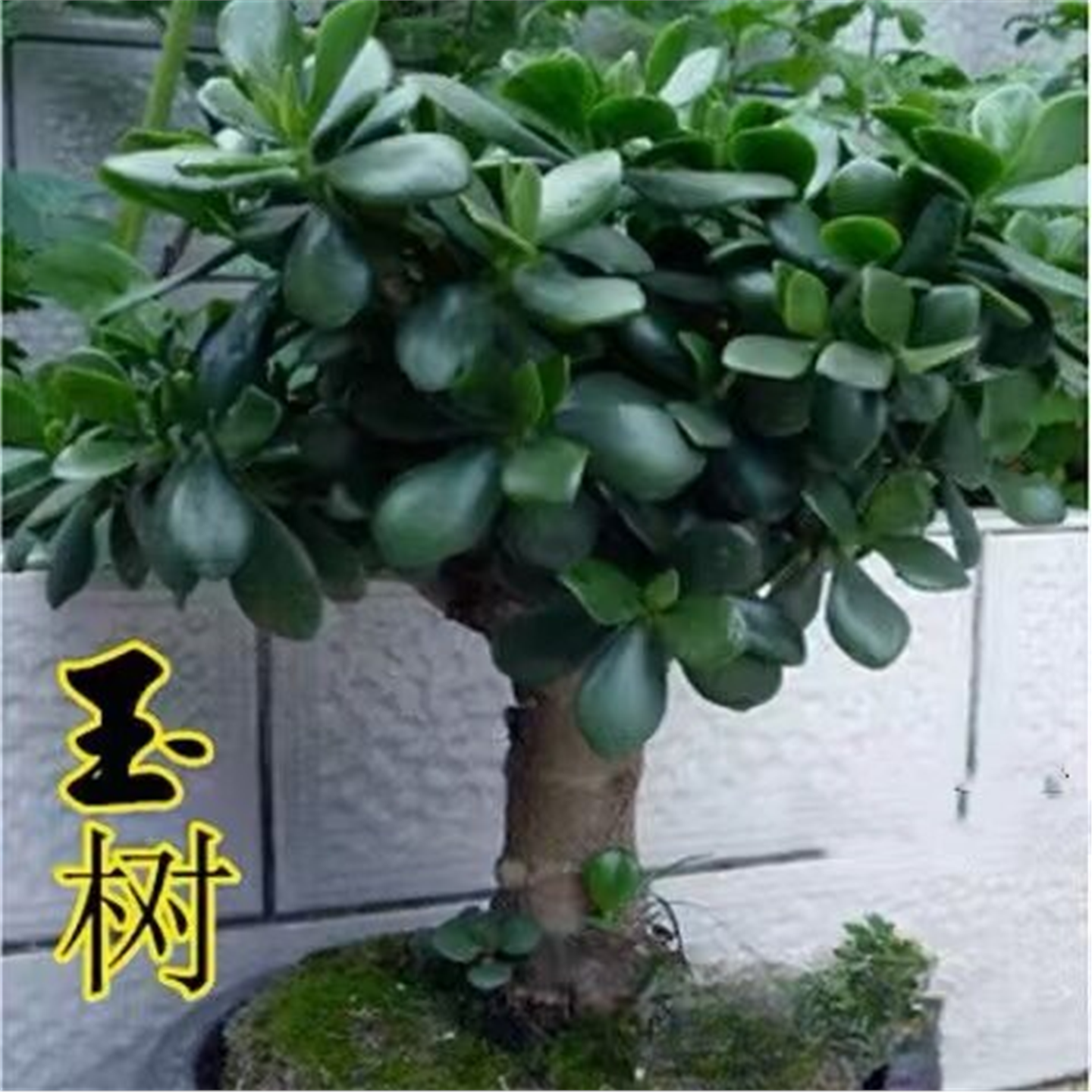 玉树老桩大株盆栽多肉植物