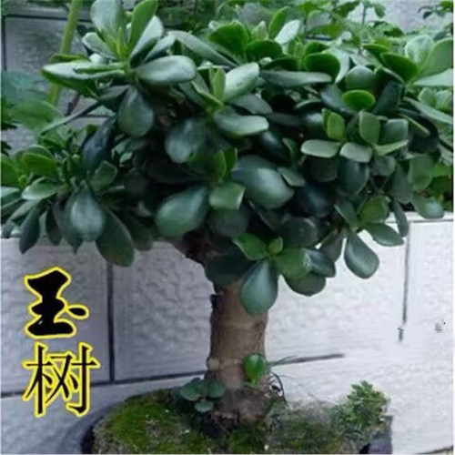 玉树老桩大株盆栽多肉植物