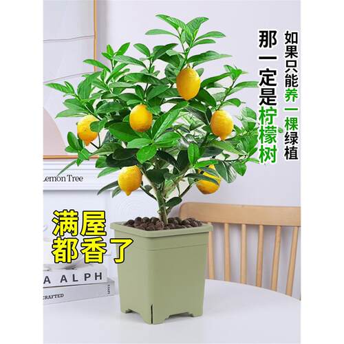 香水柠檬树盆栽苗果浓带可