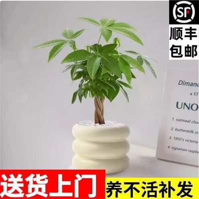 发财树小盆栽室内绿植办公