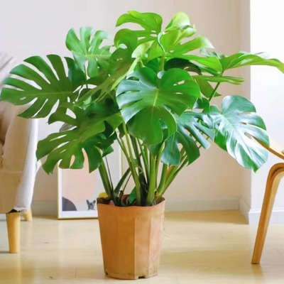 四季常青室内大叶客厅绿植