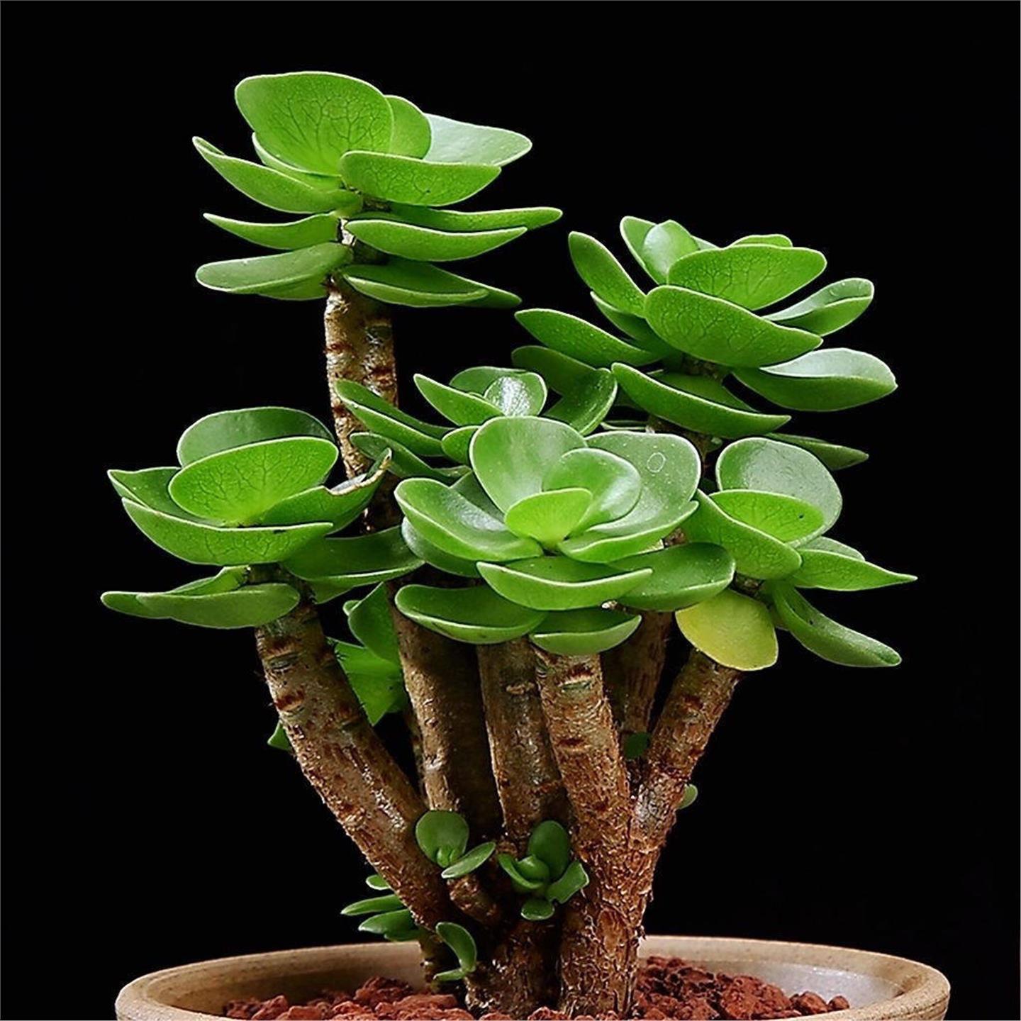 金钱木多头群生老桩肉植物图片
