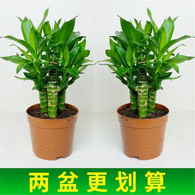 步高富贵竹观音带根须水养