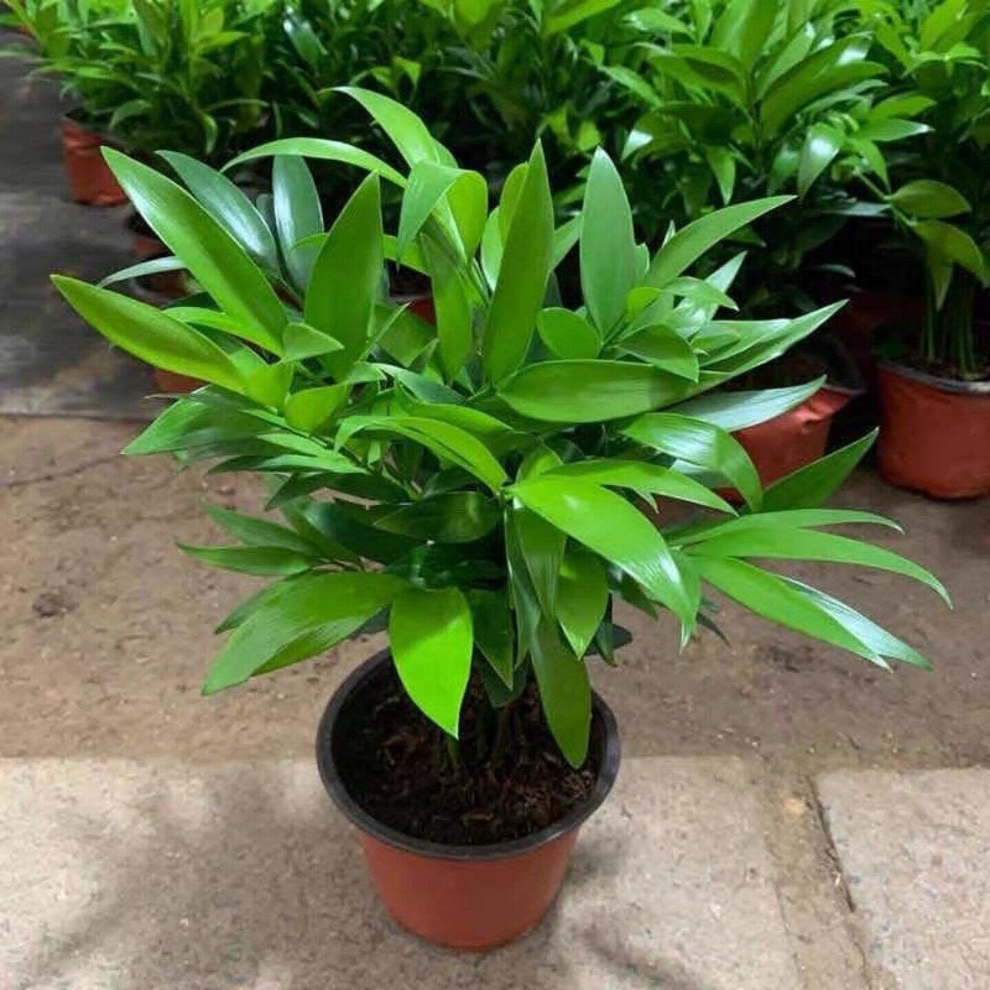 竹柏盆栽室内驱蚊植物平安竹清香绿植驱虫净化空气好养长寿竹树苗