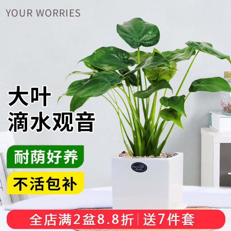 滴水观音滴水莲室内植物办公室简欧风盆栽绿植桌面净化空气盆栽