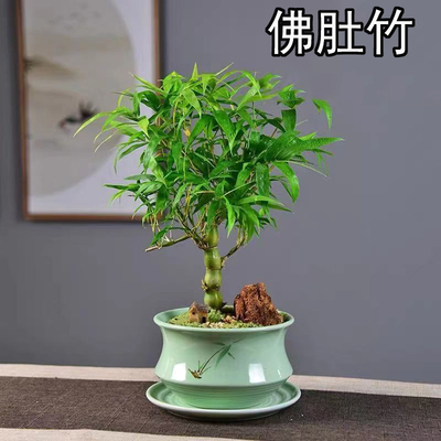 罗汉竹佛肚盆栽老桩室内客