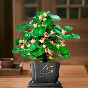 小盼菩提树盆栽老桩带果办公室桌面禅意绿植小盆景四季观果叶植物