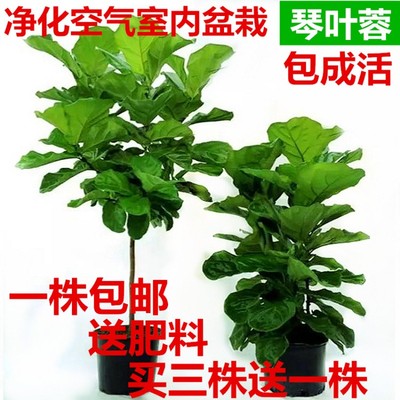 琴叶榕树苗橡皮树绿色观叶绿植