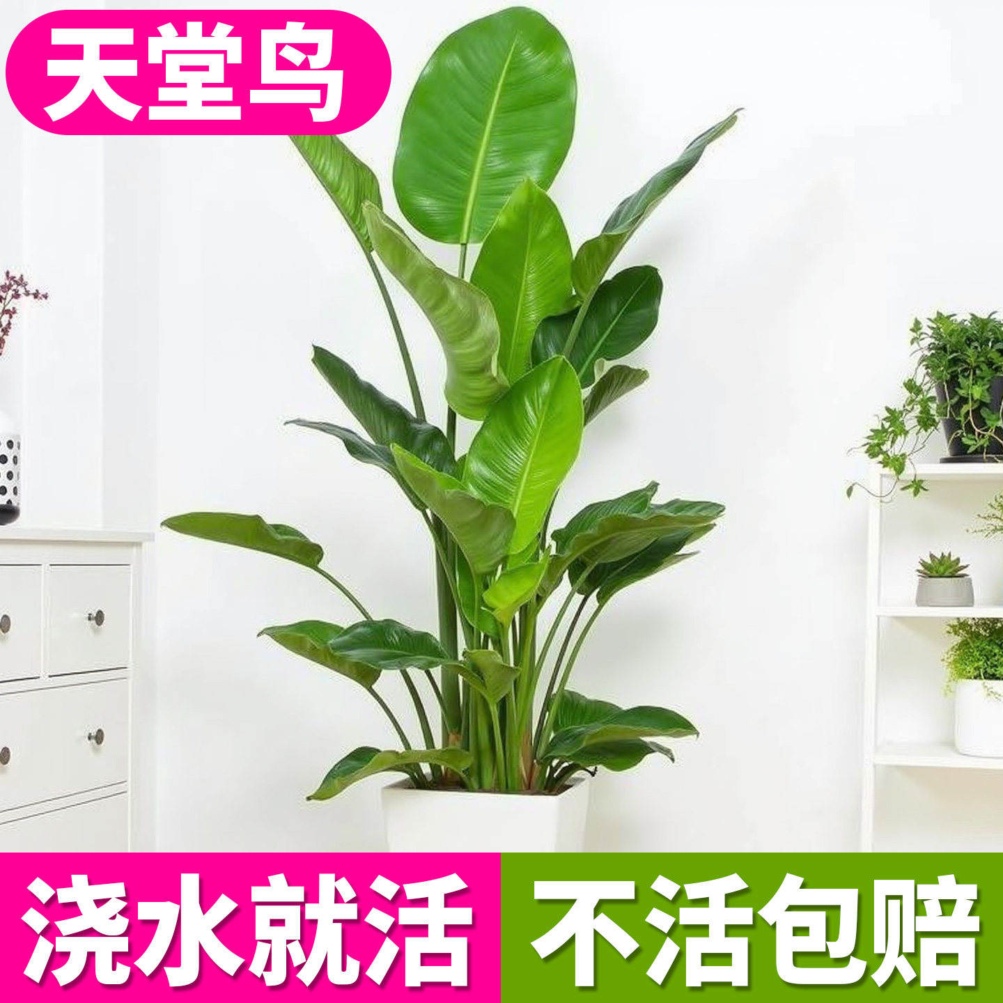 天堂鸟盆栽客厅大型绿植办