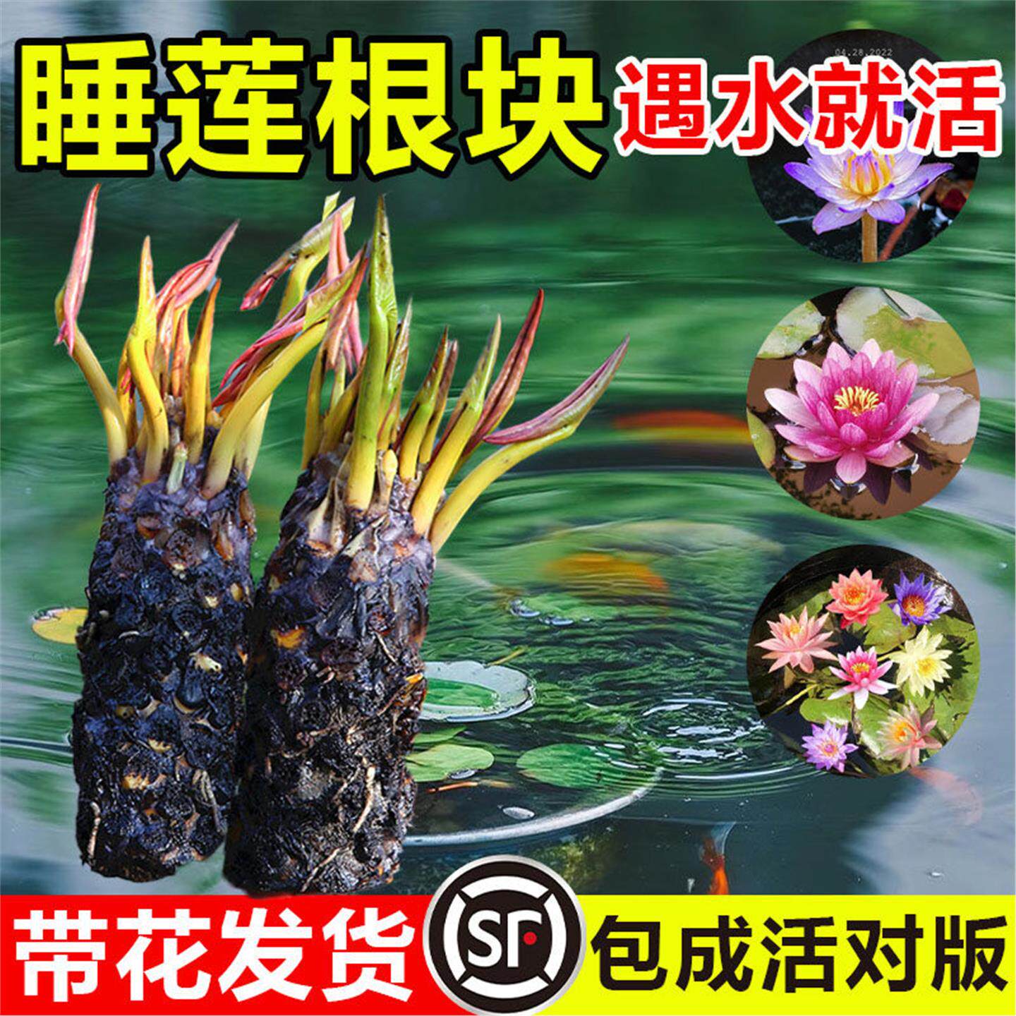 睡莲水培植物四季养荷花盆