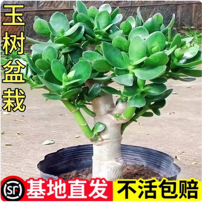玉树盆栽老桩大叶红边苗精