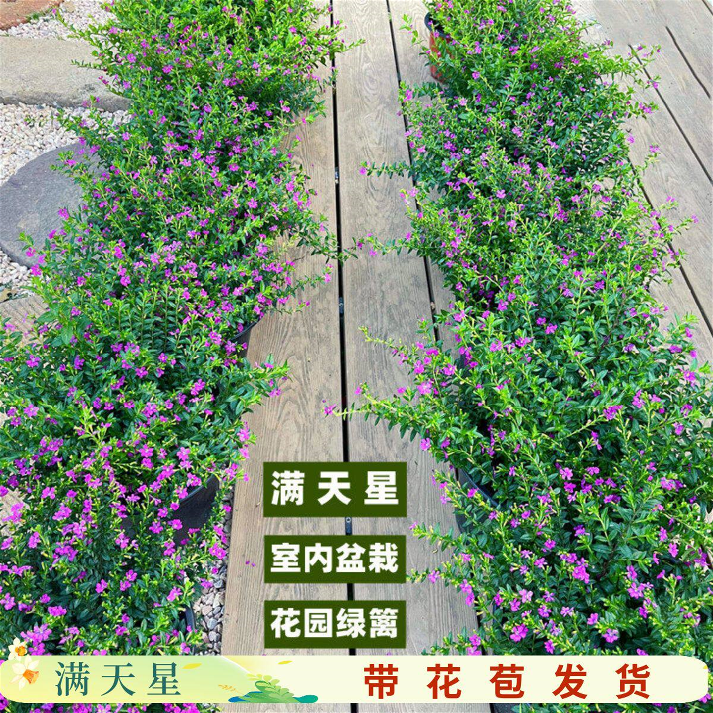 满天星盆栽花苗大室内阳台