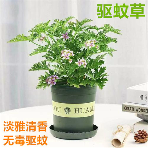 驱蚊草植物室内防香子绿花