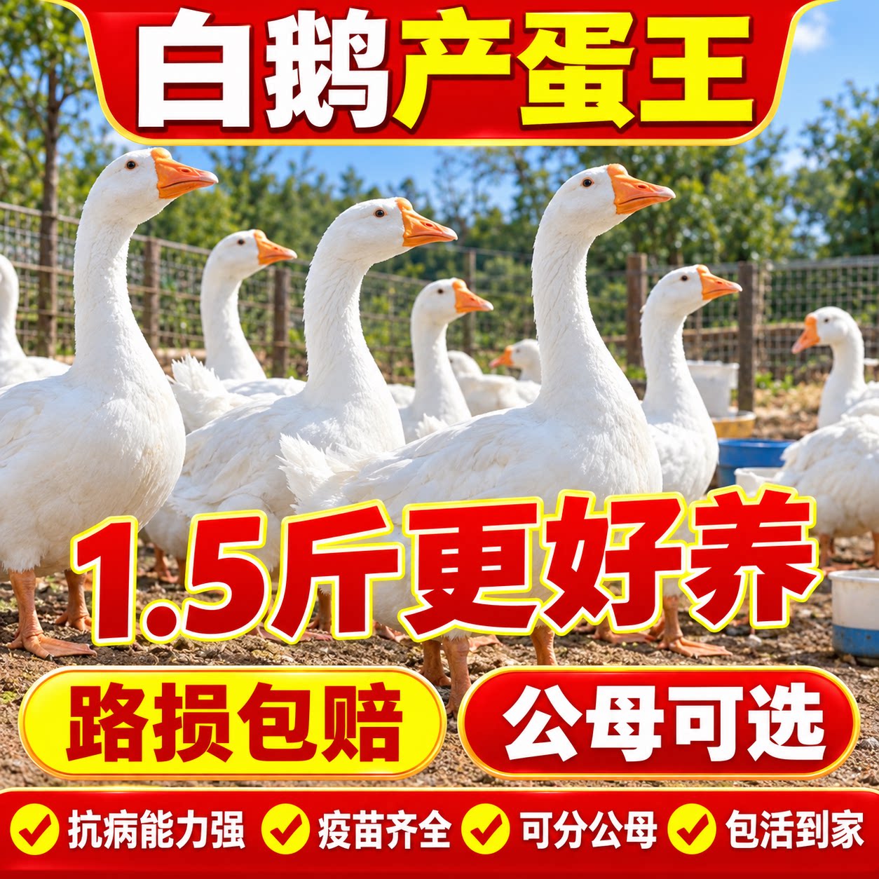 正宗活体鹅苗2斤产蛋王