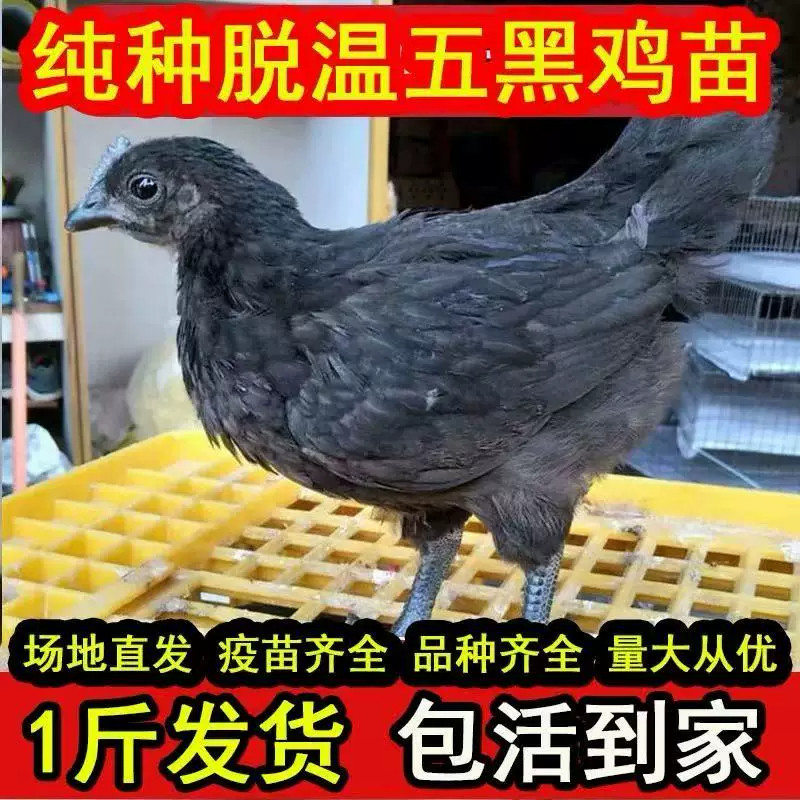 纯种五黑一绿乌骨鸡活苗