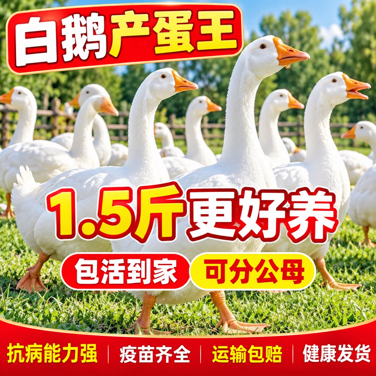 大白鹅活苗包活三花鹅