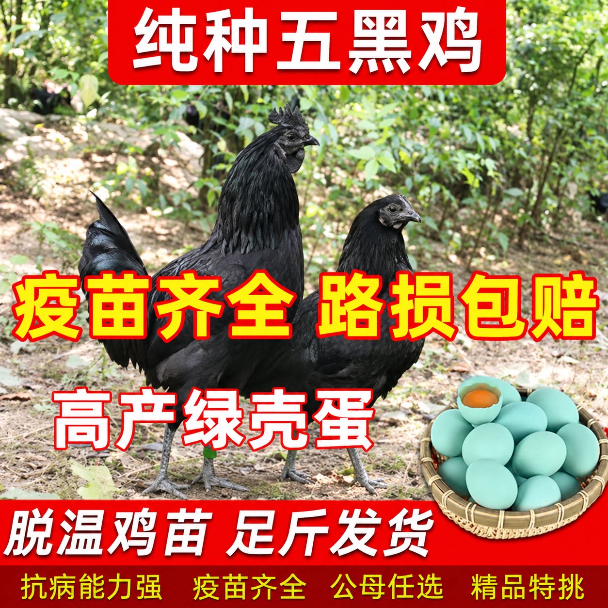五黑鸡小鸡仔活体乌骨绿壳蛋鸡