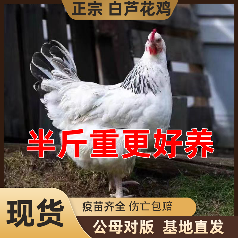 半斤一斤散养白芦花鸡活苗活体脱温稻花鸡苗半斤小鸡绿壳蛋鸡土鸡