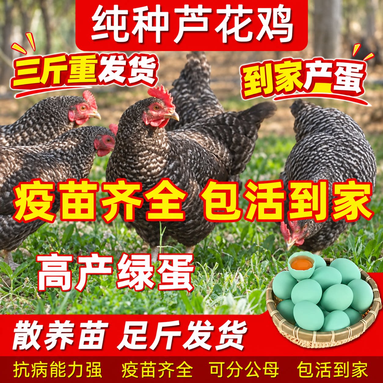 正宗三斤高产蛋绿壳鸡活苗