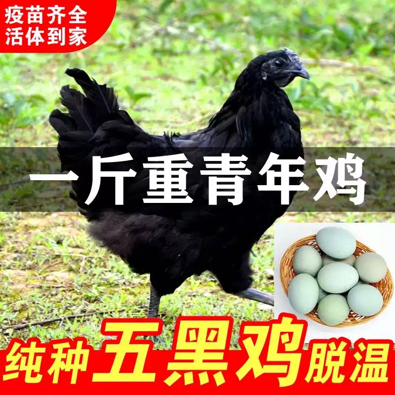 纯种五黑一乌骨鸡绿壳蛋小鸡活苗
