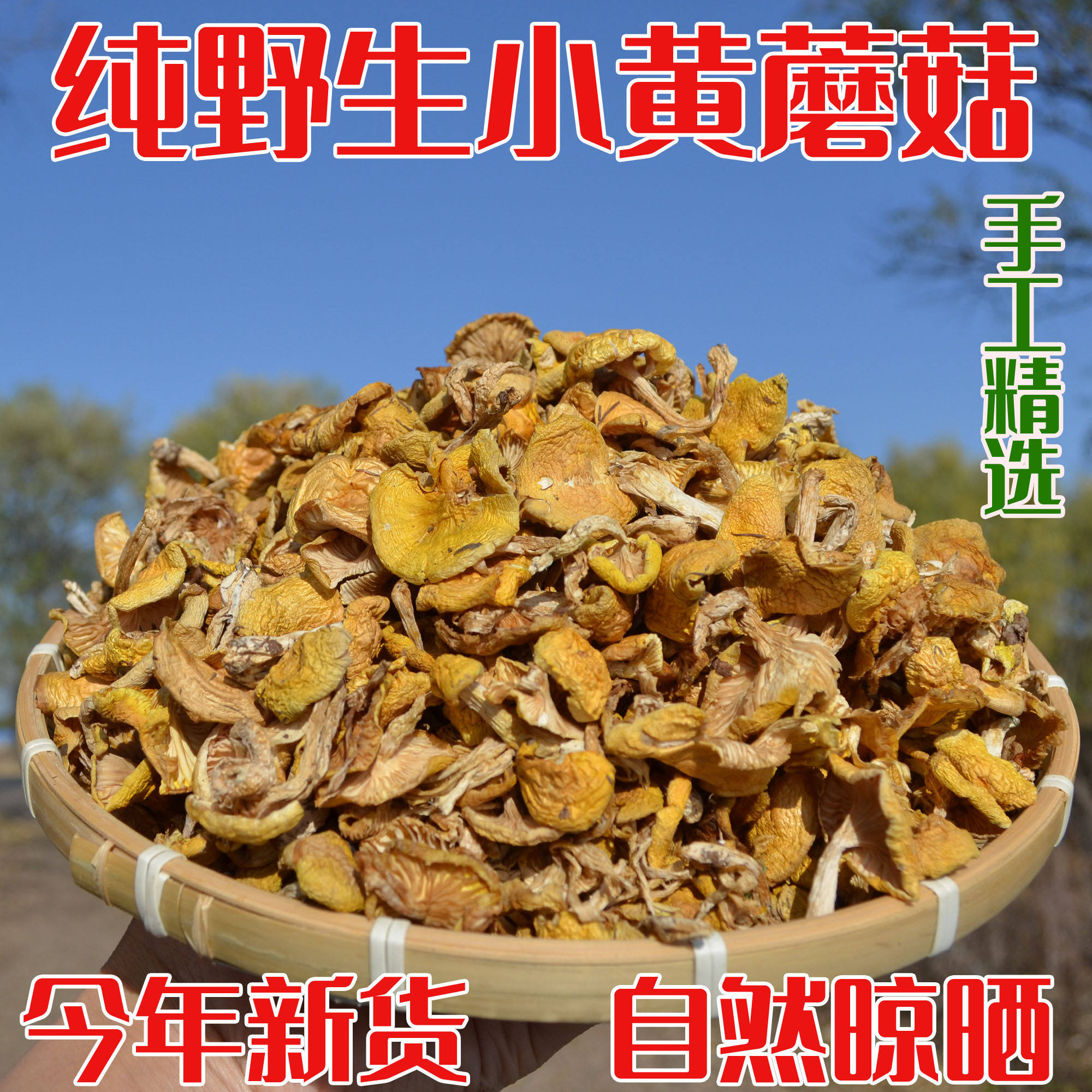 东北野生小黄松蘑500g蘑菇丁大兴安岭干货土特产