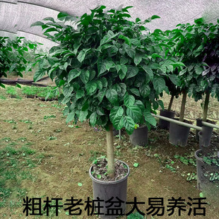 （粗杆幸福树原盆原土发货）盆栽客厅老桩绿植绿宝树丛生开业乔迁