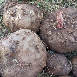 魔芋豆腐原料 现挖高山农家魔芋中大果新鲜魔芋大魔芋头当季