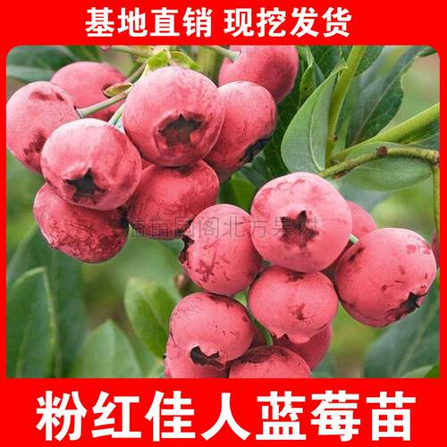 粉红佳人蓝莓苗盆栽地栽大果粉色蓝莓苗南北方四季种植当年结果苗