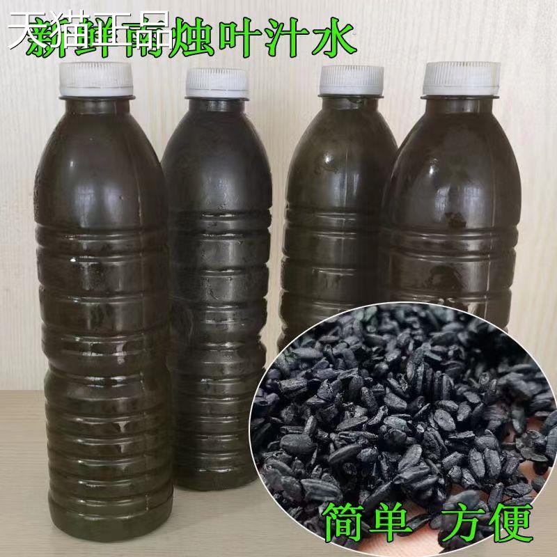 宜兴特产野生新鲜乌树叶汁乌饭草溧阳南烛叶乌饭叶汁乌米水3斤装